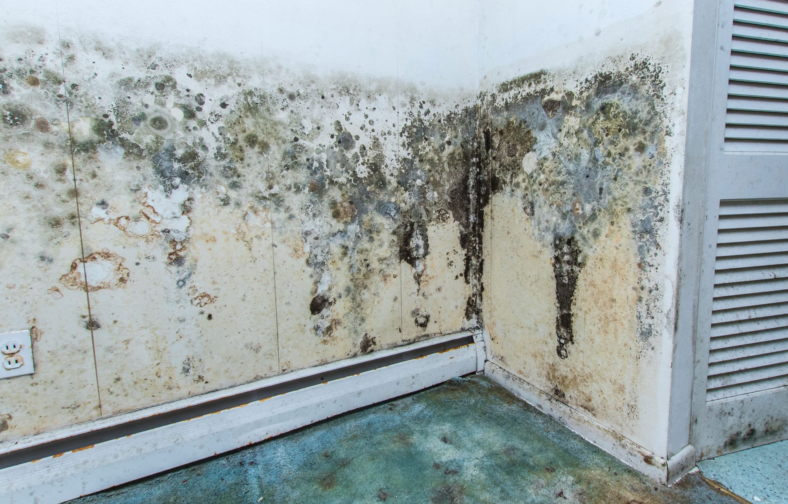 residential mold removal experts in Reno